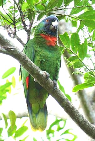 Red-necked Parrot