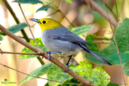 Yellow-headed Warbler