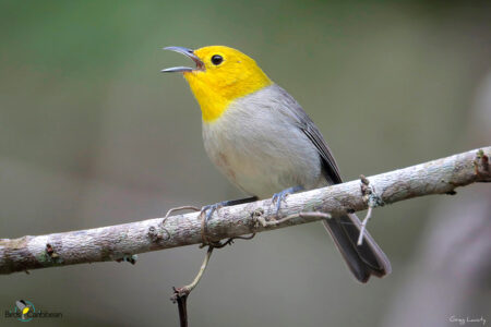 Yellow-headed Warbler