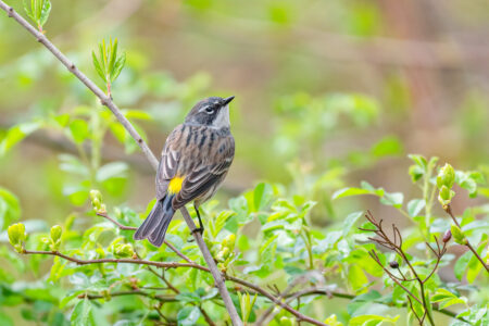 Female Yellow-rumped Warbler