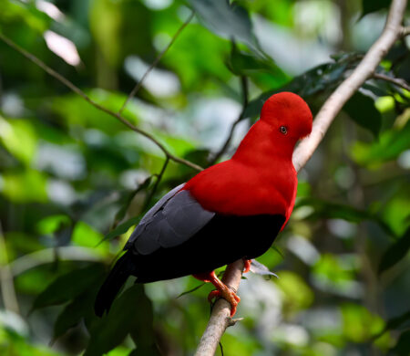 Andean Cock-of-the-Rock