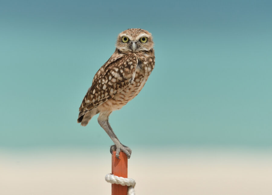 Burrowing Owl