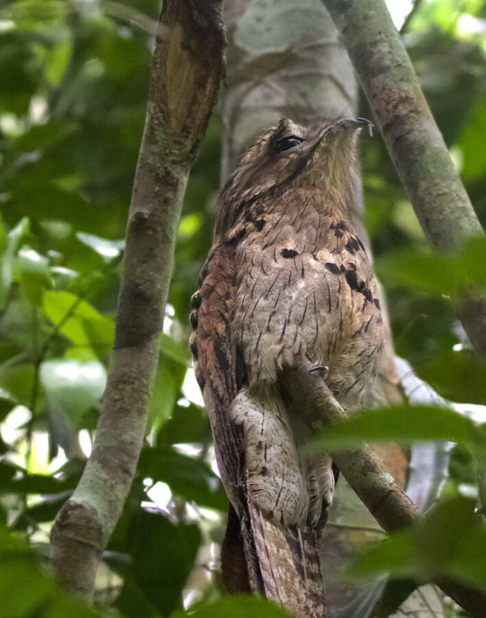 Northern Potoo