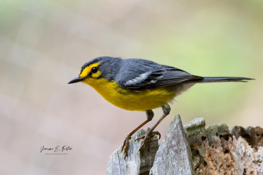 St. Lucia Warbler