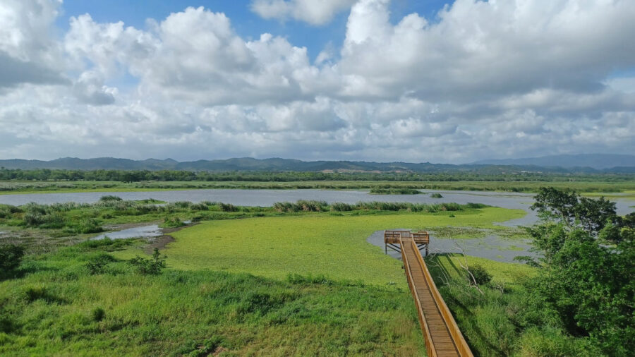 Puerto Rican Wetland