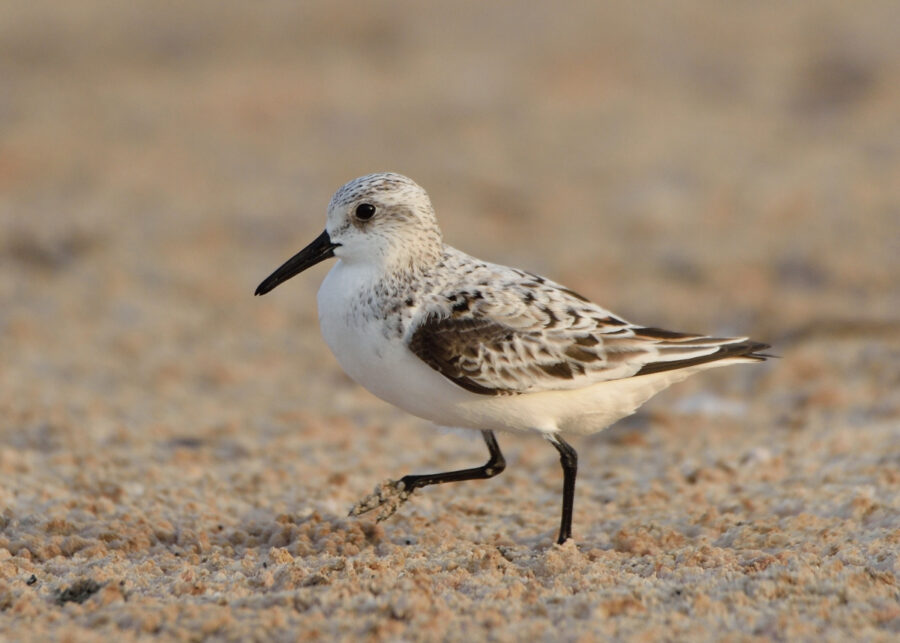 Sanderling