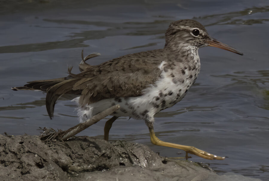 Spotted Sandpiper