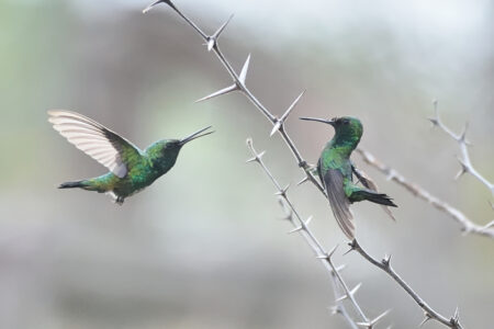 Blue-tailed Emerald humming birds