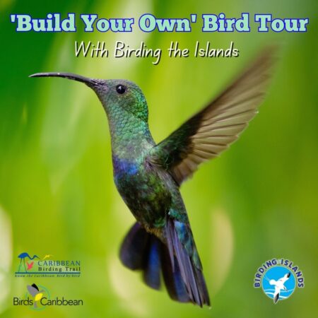 Build You Own Bird Tours promo graphic