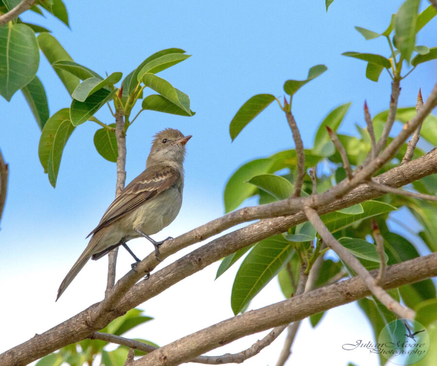 Caribbean Elaenia