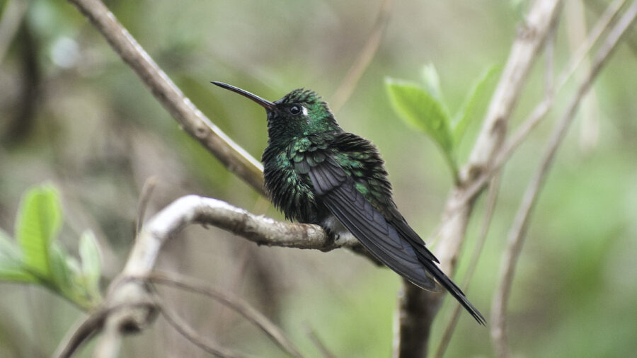 Cuban Emerald