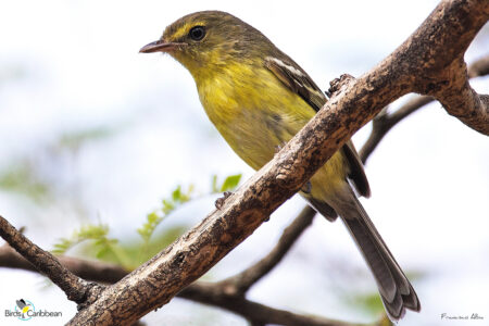 Flat-billed Vireo