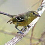 Flat-billed Vireo Perched