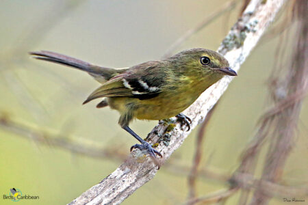 Flat-billed Vireo Perched