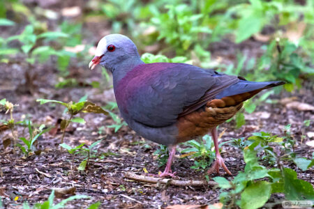 Gray-fronted Quail-Dove