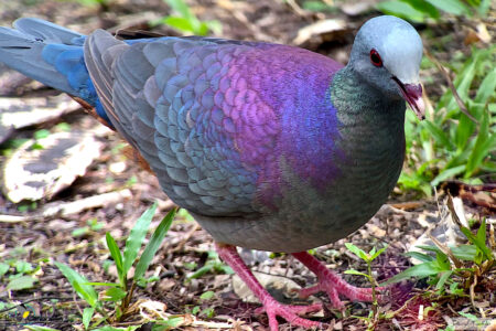 Gray-fronted Quail-Dove