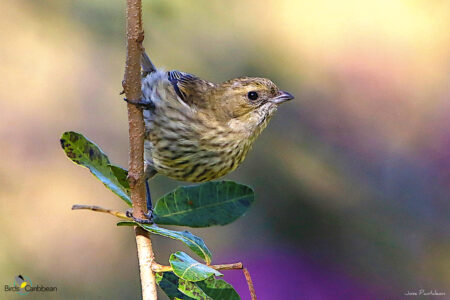 Female Hispaniolan Spindalis