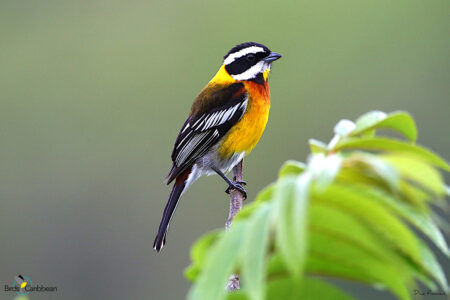 The stunning male Hispaniolan Spindalis looks like a sunset