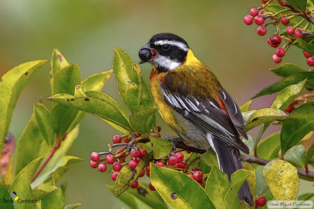 Male Hispaniolan Spindalis