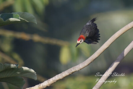 Jamaican Woodpecker in flight