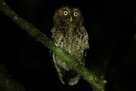 Bare Shanked Screech Owl