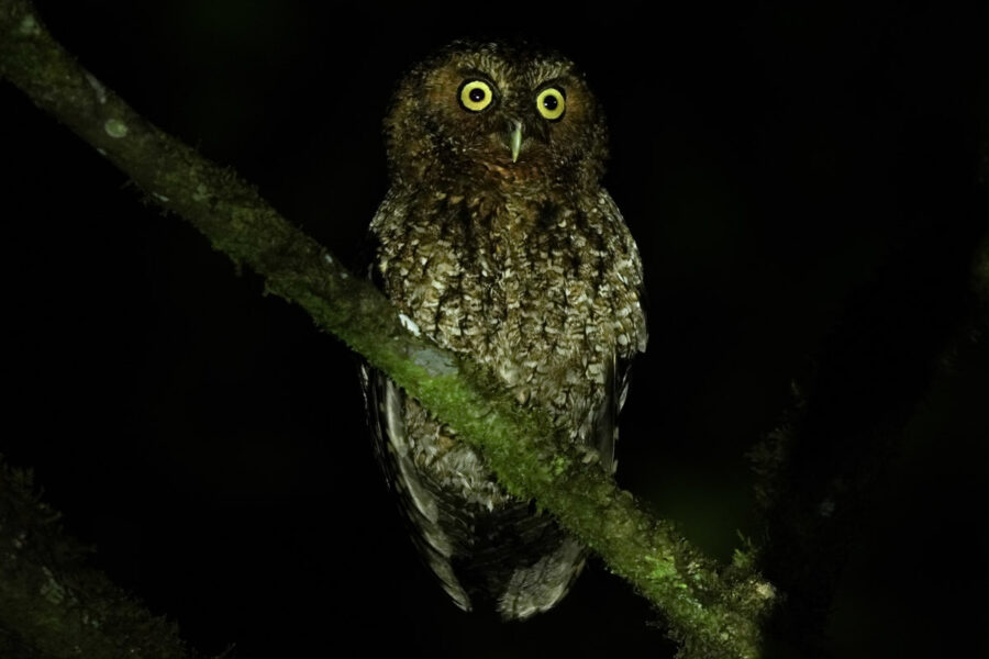 Bare-shanked Screech-Owl