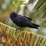Palm Crow