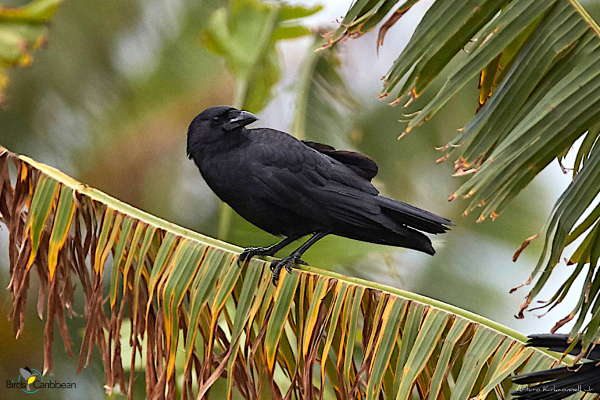 Protection Crow on Tumblr