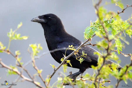 Palm Crow