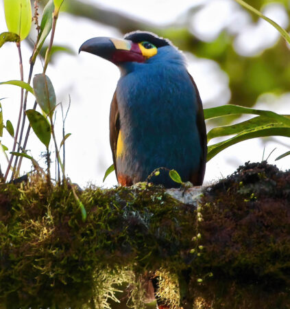 Plate-billed-Mountain-Toucan-Carlos-Roberto-Chavarria