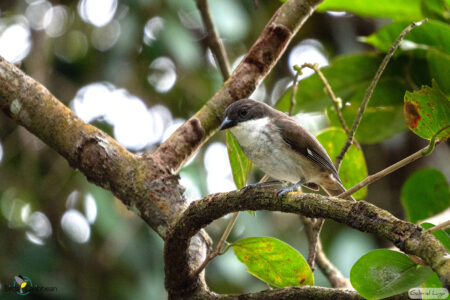 Puerto Rican Tanager