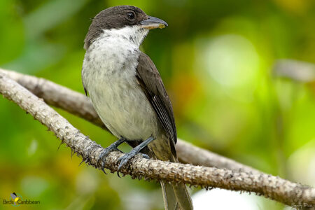 Puerto Rican Tanager 