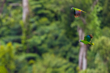 Two Red-necked Parrots in flight in Dominica.