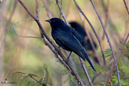 Female Red-shouldered Blackbird