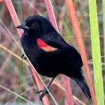 Male Red-shouldered Blackbird
