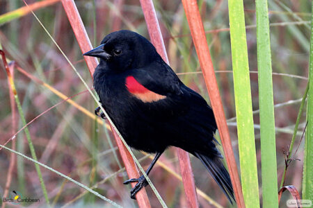 Male Red-shouldered Blackbird
