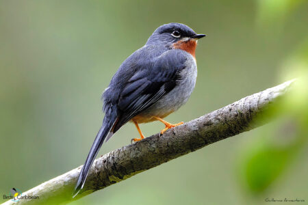 Rufous-throated Solitaire