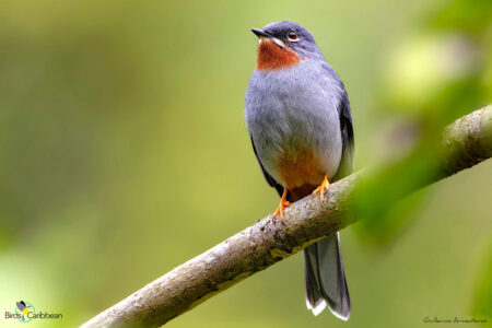 Rufous-throated Solitaire