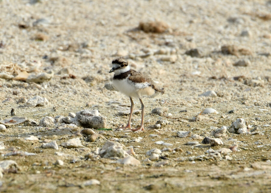 Killdeer chick