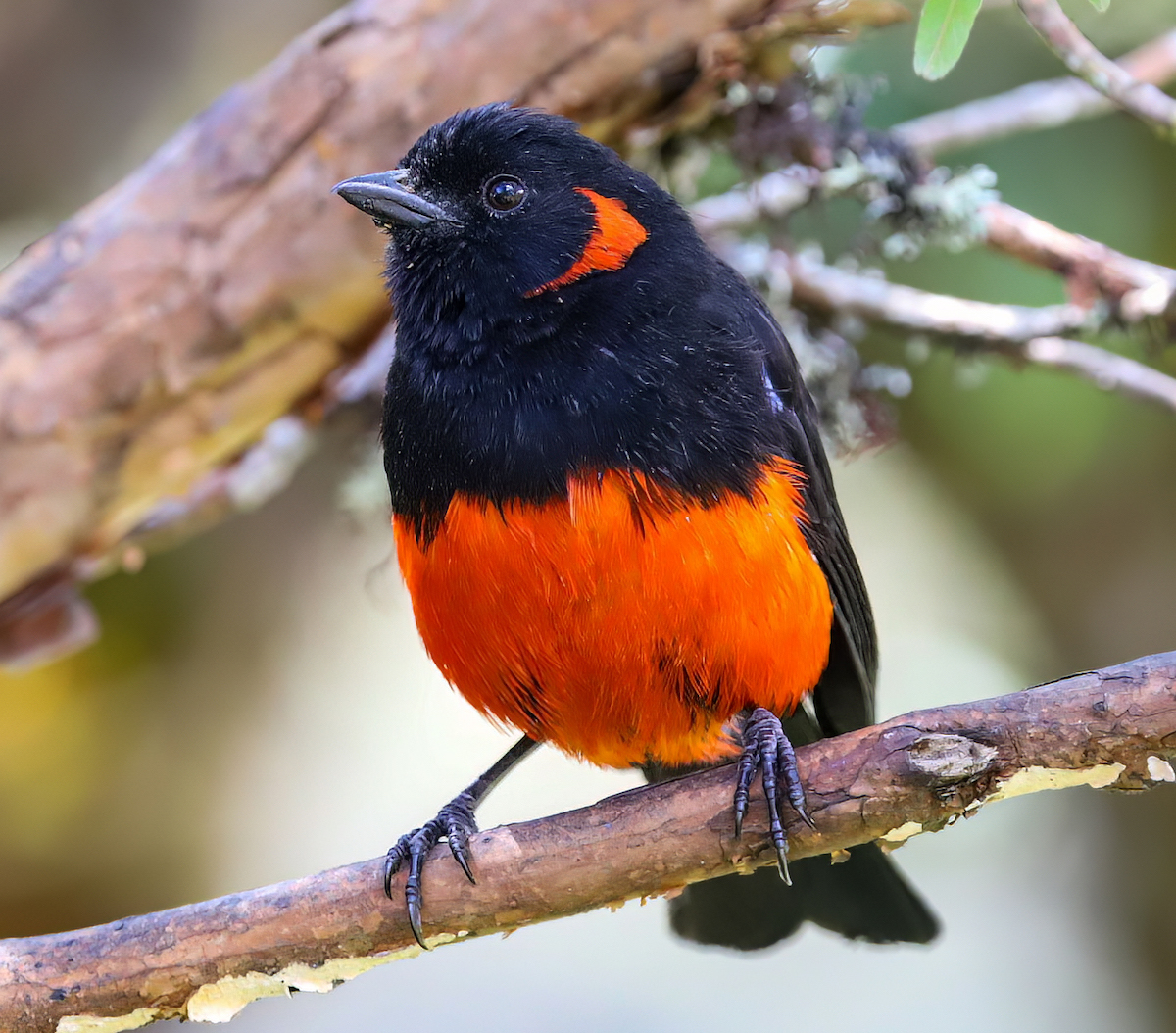 Scarlet Bellied Mountain Tanager Carlos Roberto Chavarria scarletberry mountain tanner