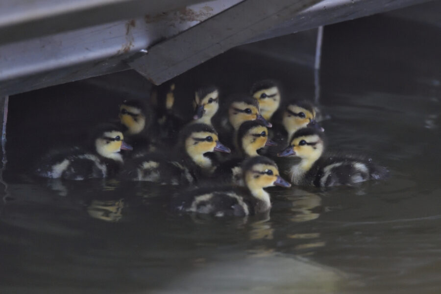 White-checke Pintail ducklings