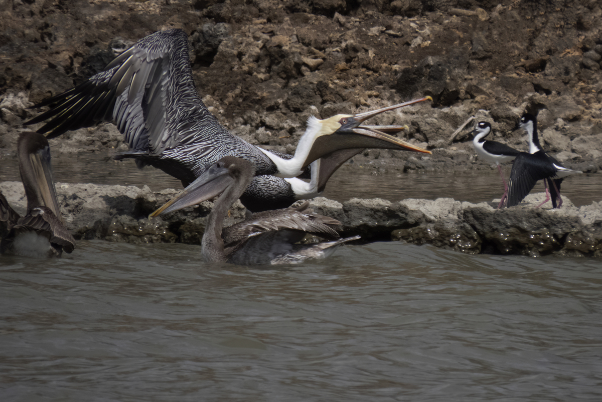 Brown Pelicans fight with Black-necked Stilts