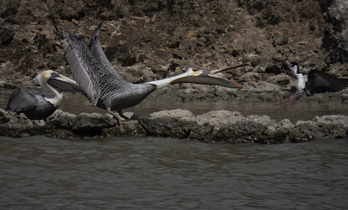 Brown Pelicans fight with Black-necked Stilts