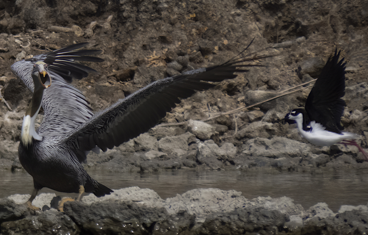Brown Pelicans fight with Black-necked Stilts