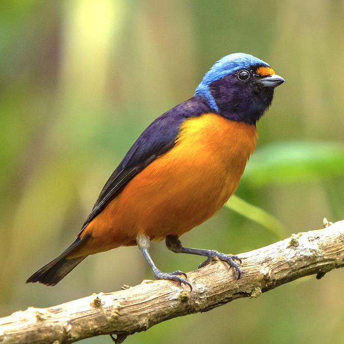 Hispaniolan Euphonia male