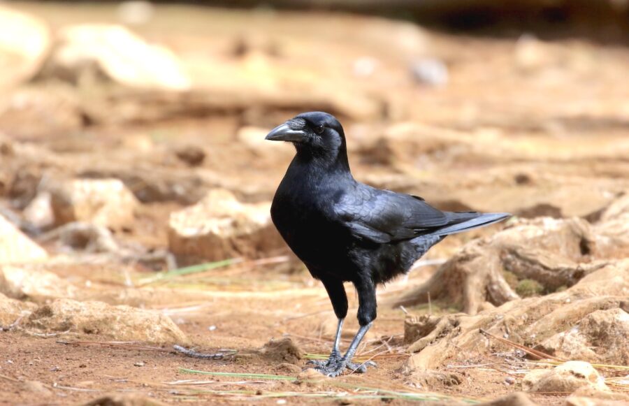 Hispaniolan Palm-Crow.