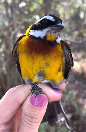 A beautiful male Hispaniolan Spindalis in the hand, ready to be banded (photo by Holly Garrod)