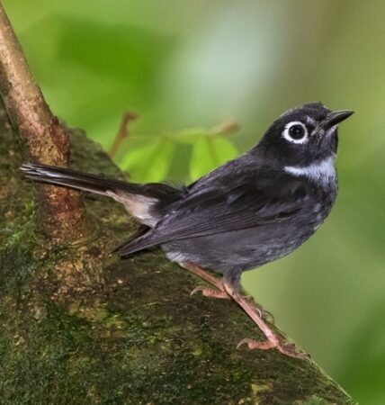 Whistling Warbler perched