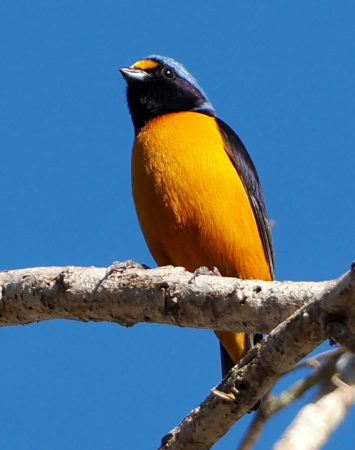 Hispaniolan Euphonia