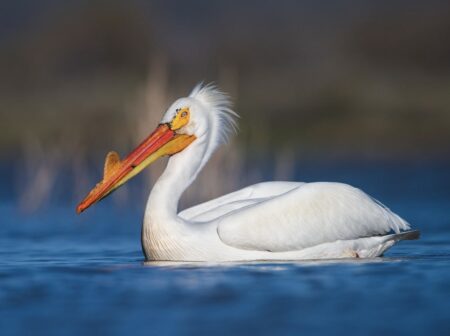 American White Pelican in breeding plumage. A yellow plate forms on the upper bill of breeding adults.